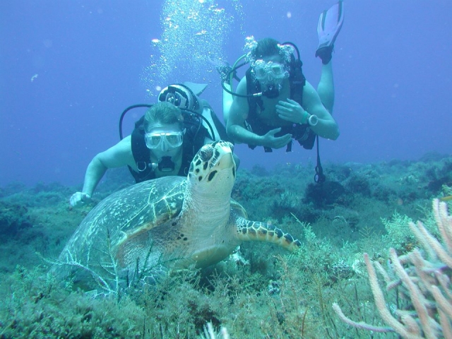  Close to a turtle 